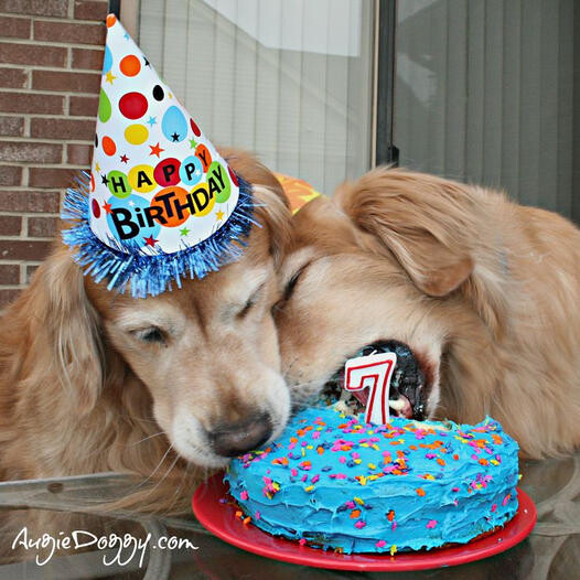 This golden retriever celebrated his birthday with a pool party and 200 tennis balls But no one has wished it yet