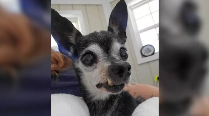 Shelter Shocked As Owners Surrender Dog, Claiming They ‘Couldn’t Wait For Him To Pass Away’