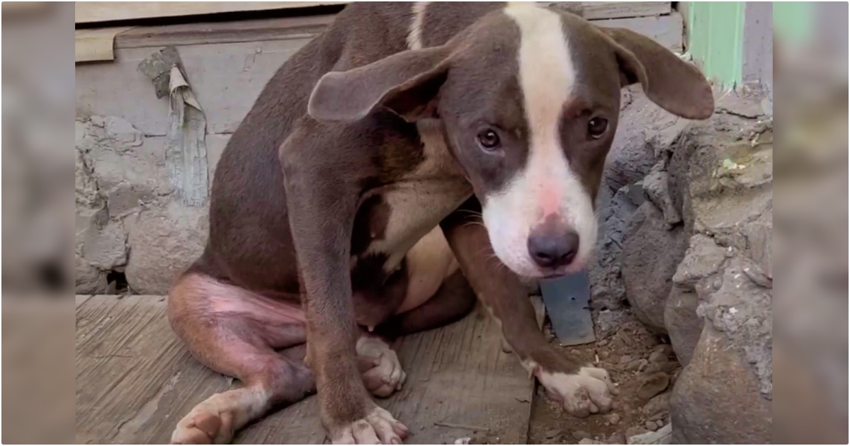 Puppy Cowered In Building Fragments, Didn’t Think She’d Find Kindness