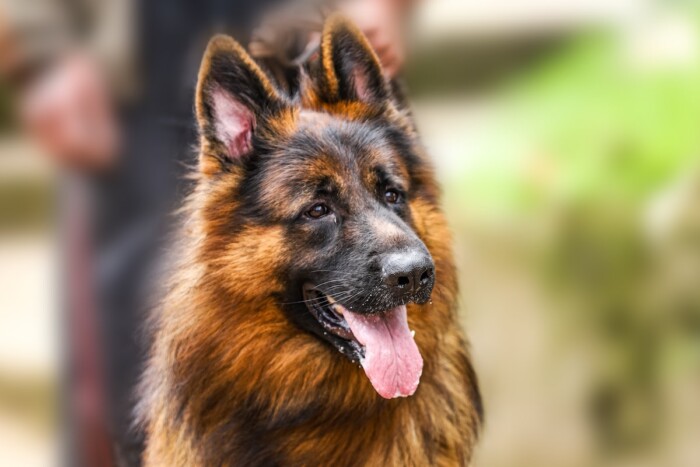 German Shepherd’s Special 4th Birthday Video Is Giving People the Feels